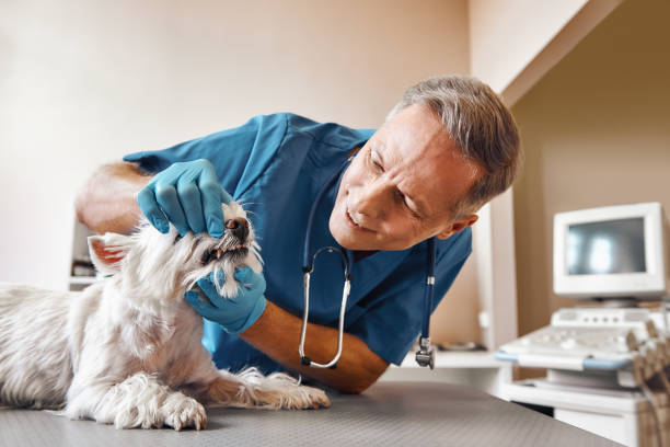 Best Mobile Emergency Dentist in Somonauk, IL